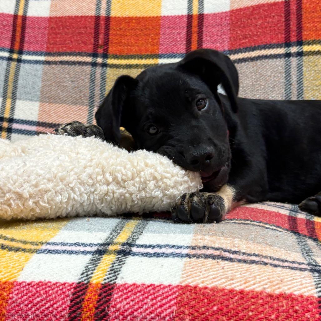 Pluto, Adoptable, Puppy Male Shepherd & American Bulldog.