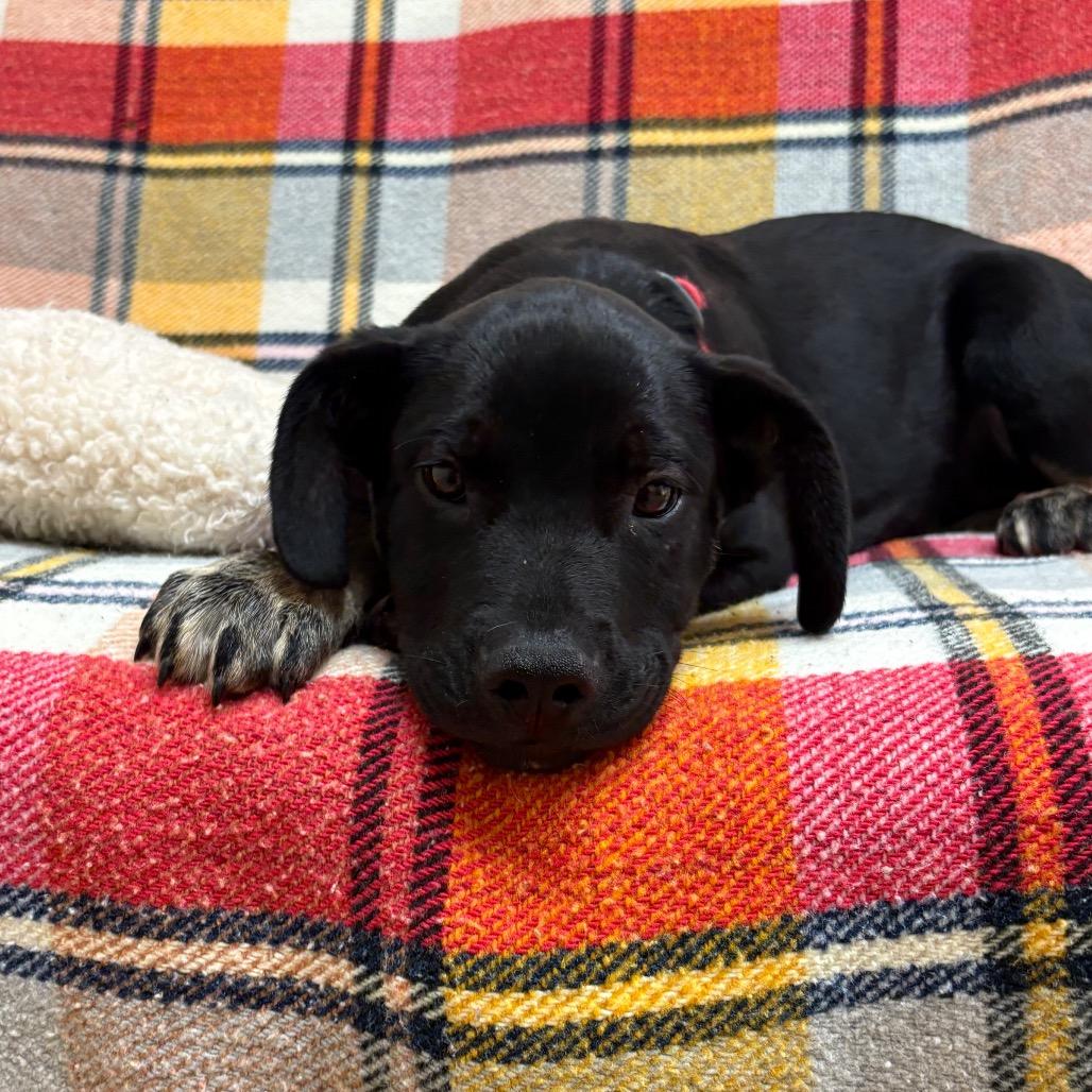 Enlarge Pluto, a Adoptable mixed breed in Santa Barbara, CA image 2/2