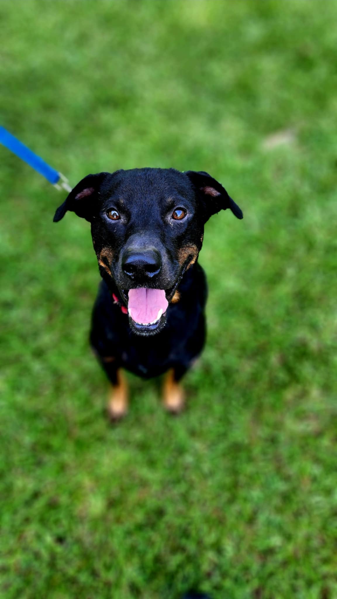 Courage, a Adoptable mixed breed image 1/2