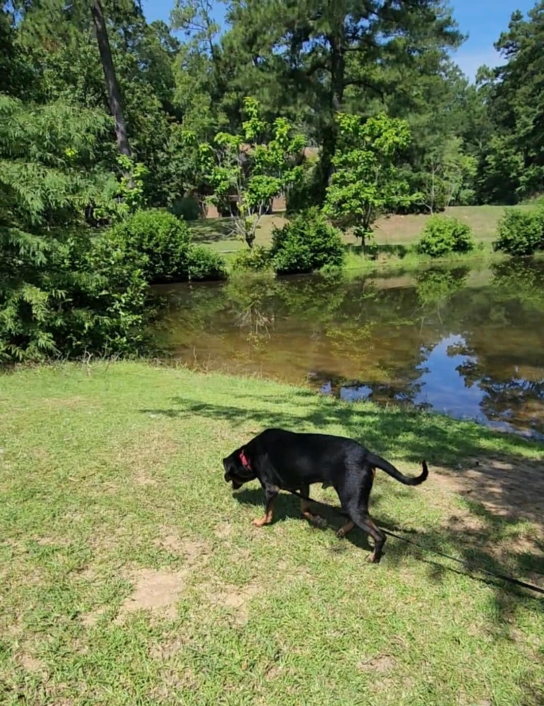 Courage, a Adoptable mixed breed image 2/2