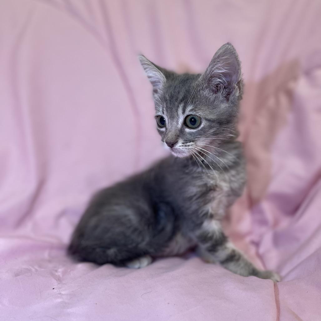 Enlarge Tank, a Adoptable Domestic Short Hair in Tucson, AZ image 1/1