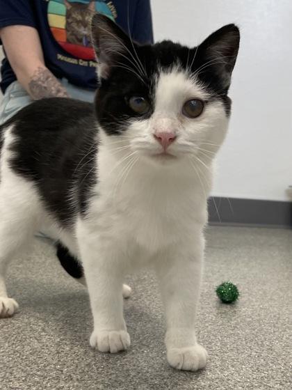 Motormouth, Adoptable, Young Male Domestic Short Hair & Domestic Short Hair.