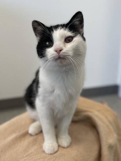 Enlarge Motormouth, a Adoptable mixed breed in Madison, WI image 2/3