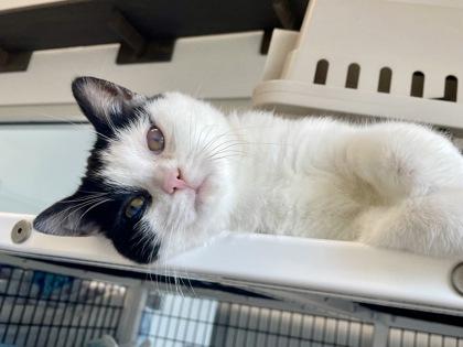 Enlarge Motormouth, a Adoptable mixed breed in Madison, WI image 3/3