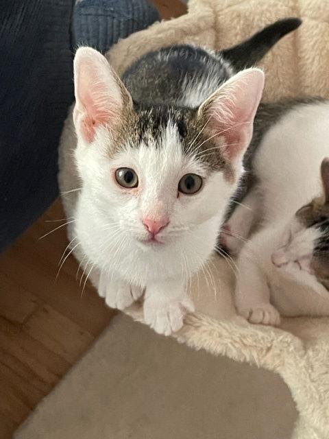 TJ (bonded with Spot), Adoptable, Young Male Domestic Short Hair & Tabby.