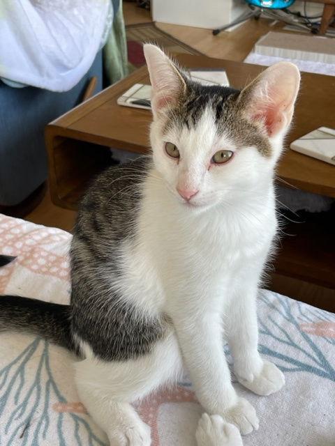 Enlarge TJ (bonded with Spot), a Adoptable mixed breed in Walnut Creek, CA image 2/3