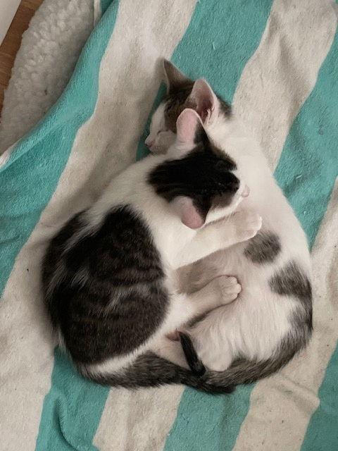 Enlarge TJ (bonded with Spot), a Adoptable mixed breed in Walnut Creek, CA image 3/3