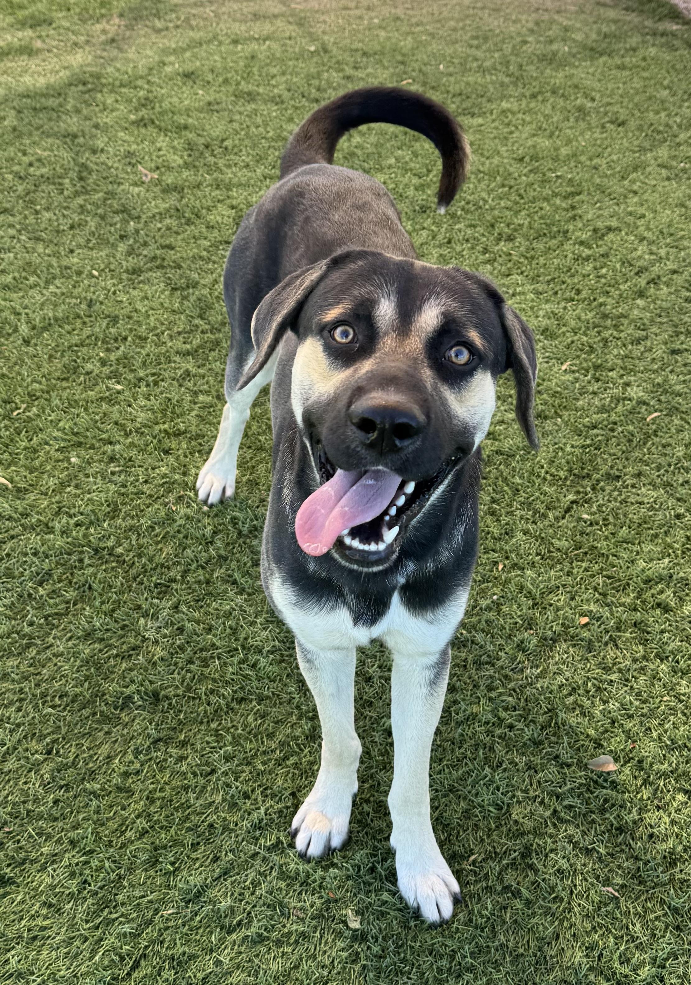 Enlarge Max, a Adoptable mixed breed in Kenedy, TX image 3/5