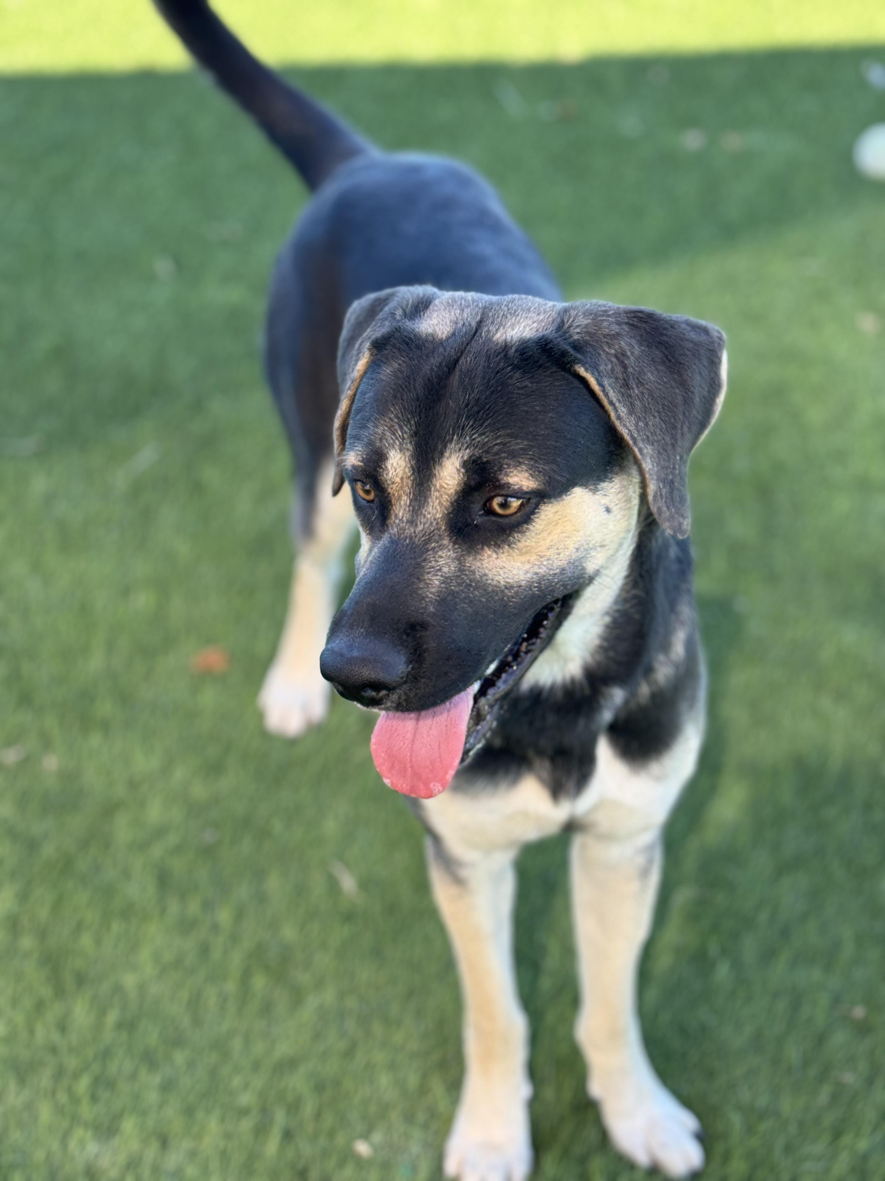 Enlarge Max, a Adoptable mixed breed in Kenedy, TX image 5/5