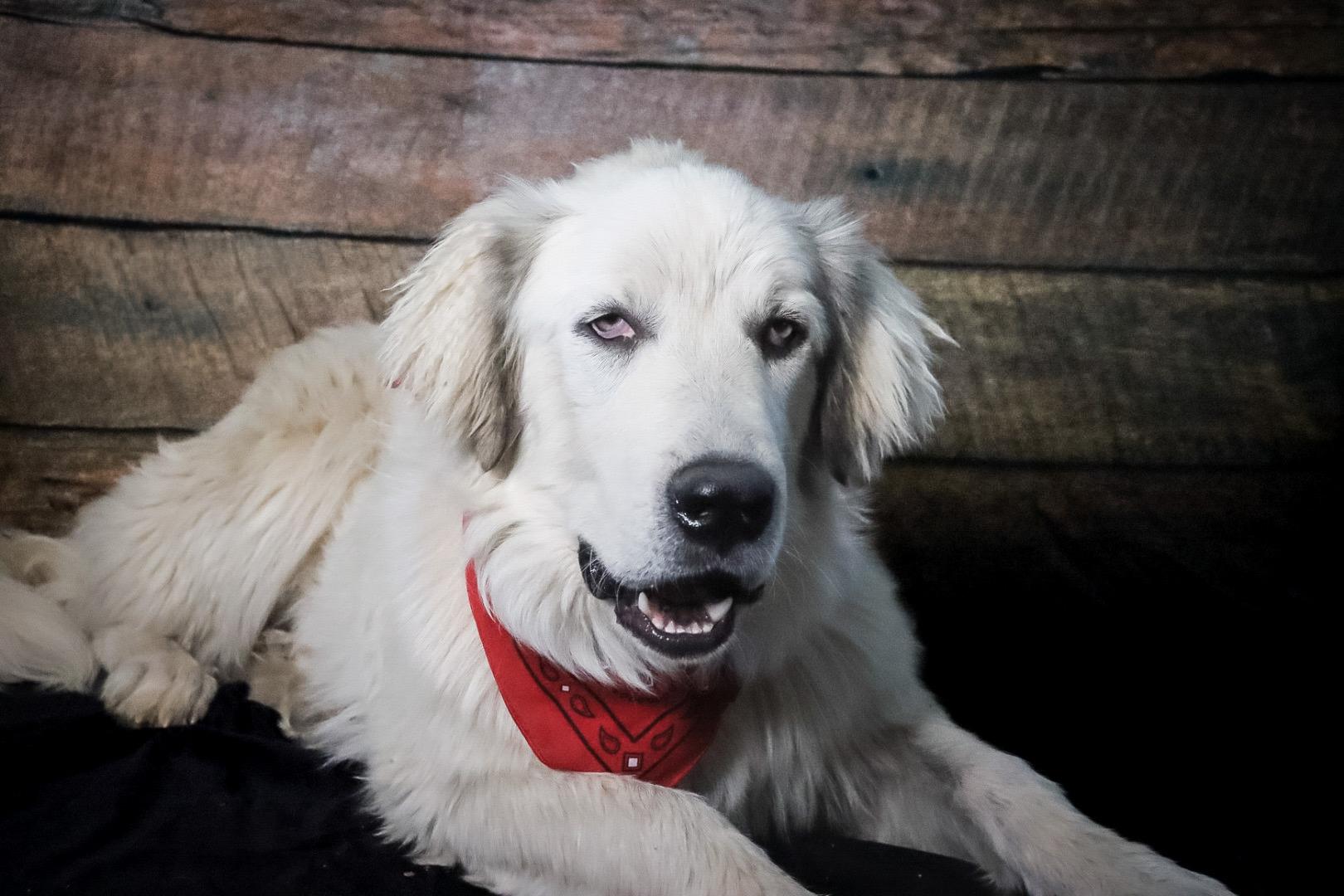 Saint, Adoptable, Young Male Great Pyrenees.