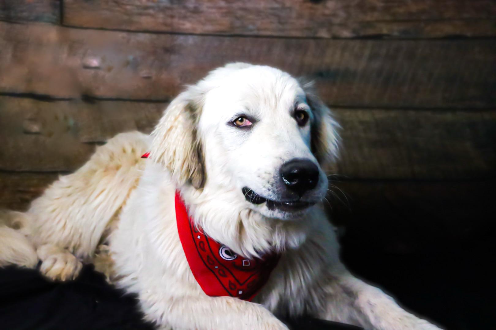Enlarge Saint, a Adoptable Great Pyrenees in Chelsea, OK image 2/4