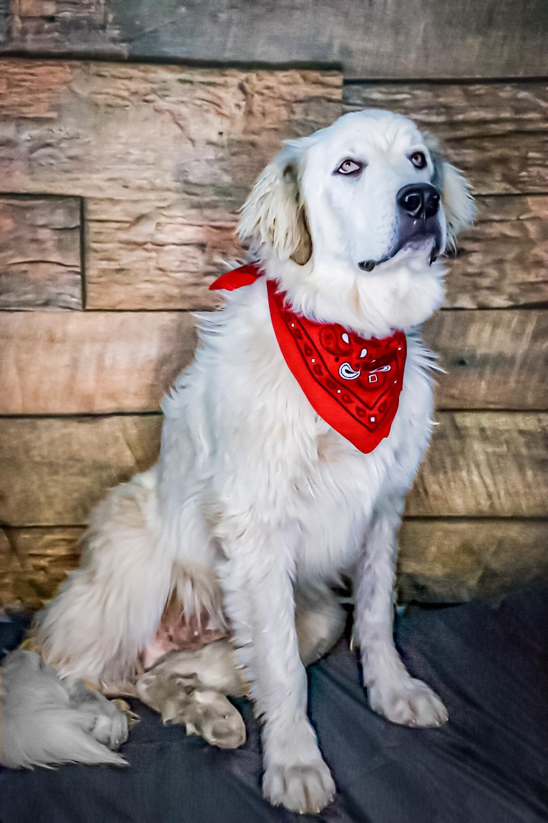 Enlarge Saint, a Adoptable Great Pyrenees in Chelsea, OK image 4/4