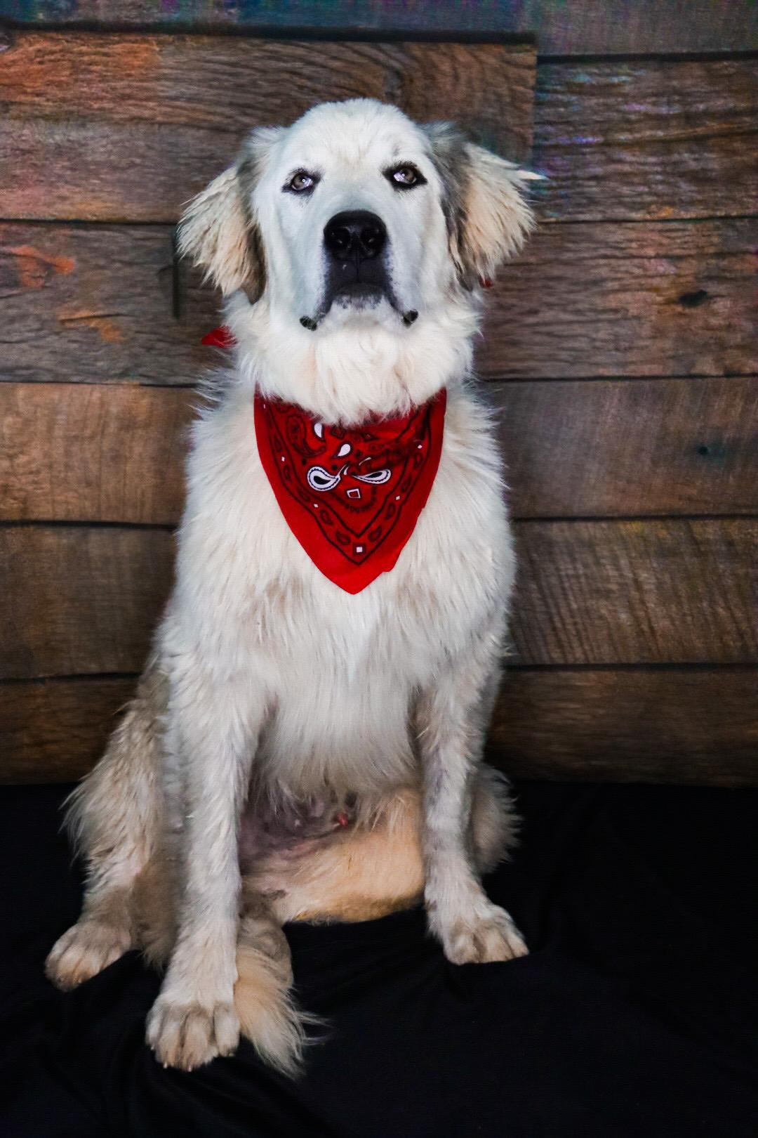 Enlarge Saint, a Adoptable Great Pyrenees in Chelsea, OK image 3/4