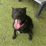 Enlarge Miley, a ADOPTABLE German Shepherd Dog in Hilliard, OH image 1/1