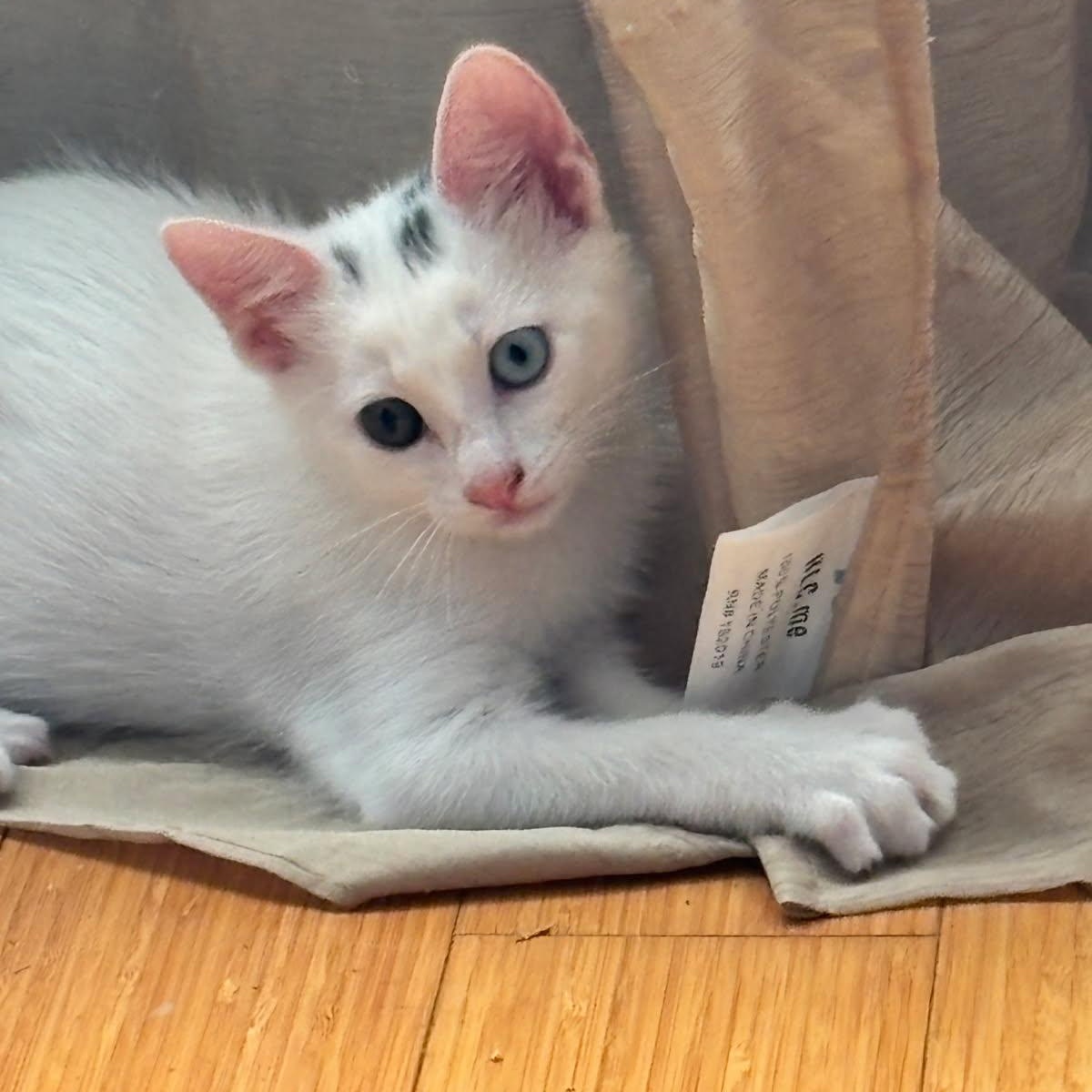 Enlarge Orion, a Adoptable Domestic Short Hair in Alvin, TX image 2/4