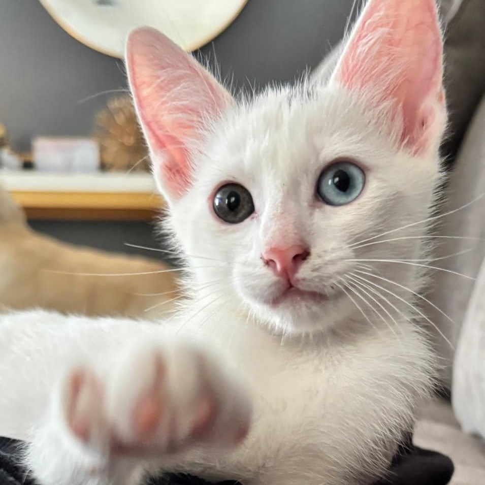 Enlarge Orion, a Adoptable Domestic Short Hair in Alvin, TX image 3/4