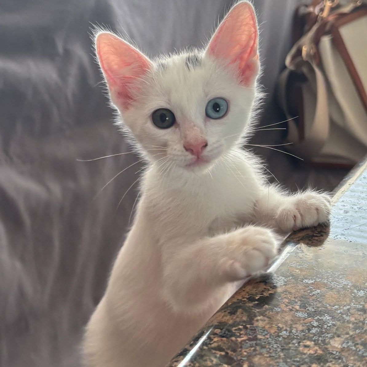 Orion, Adoptable, Kitten Male Domestic Short Hair.