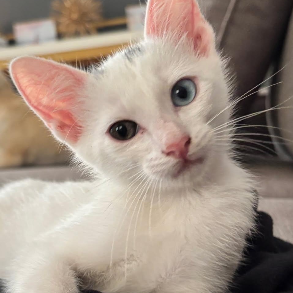 Enlarge Orion, a Adoptable Domestic Short Hair in Alvin, TX image 4/4