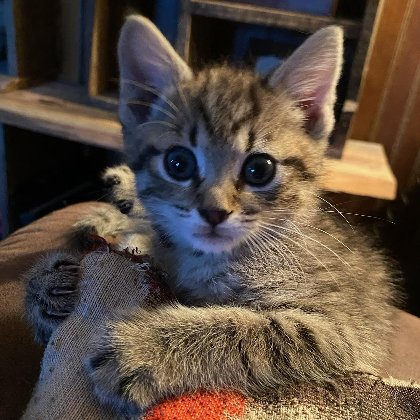 Enlarge Maci, an adopted Domestic Short Hair in Johnson City, TN image 2/2