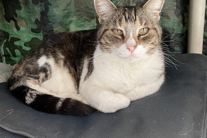 Lucci And Moxie photo 1