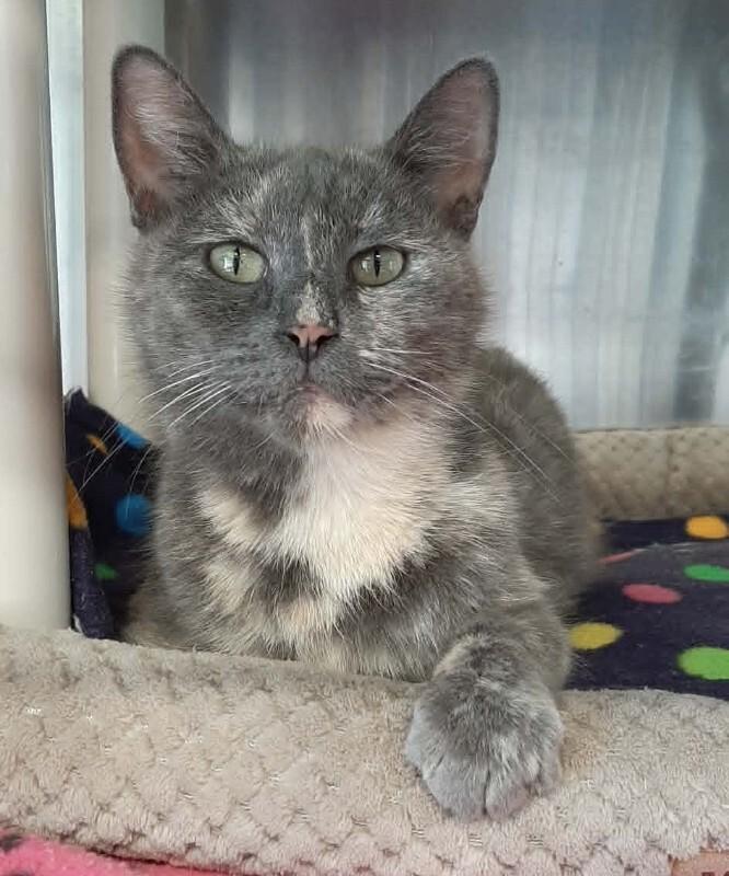 Drizzle, Adoptable, Young Female Domestic Short Hair.