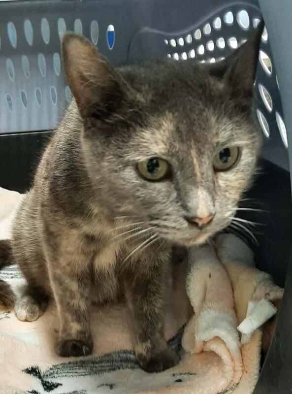 Drizzle, a Adoptable Domestic Short Hair in Georgetown, OH image 2/2