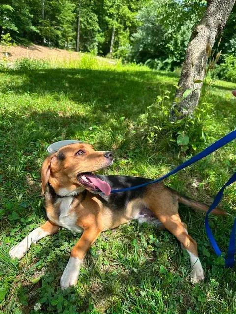 Enlarge Rocket, a Adoptable Beagle in Woodbridge, VA image 1/4