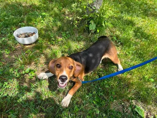 Enlarge Rocket, a Adoptable Beagle in Woodbridge, VA image 2/4