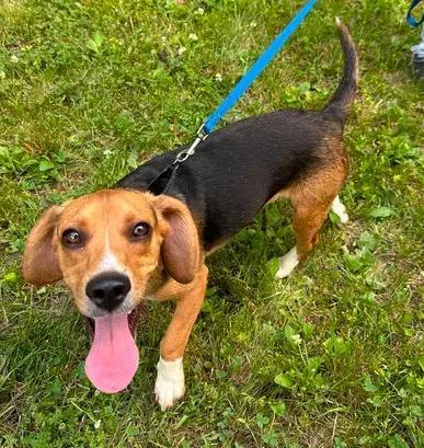 Enlarge Rocket, a Adoptable Beagle in Woodbridge, VA image 3/4