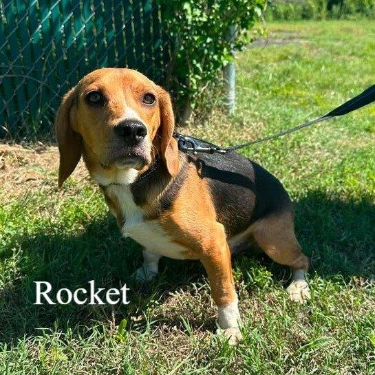 Enlarge Rocket, a Adoptable Beagle in Woodbridge, VA image 4/4
