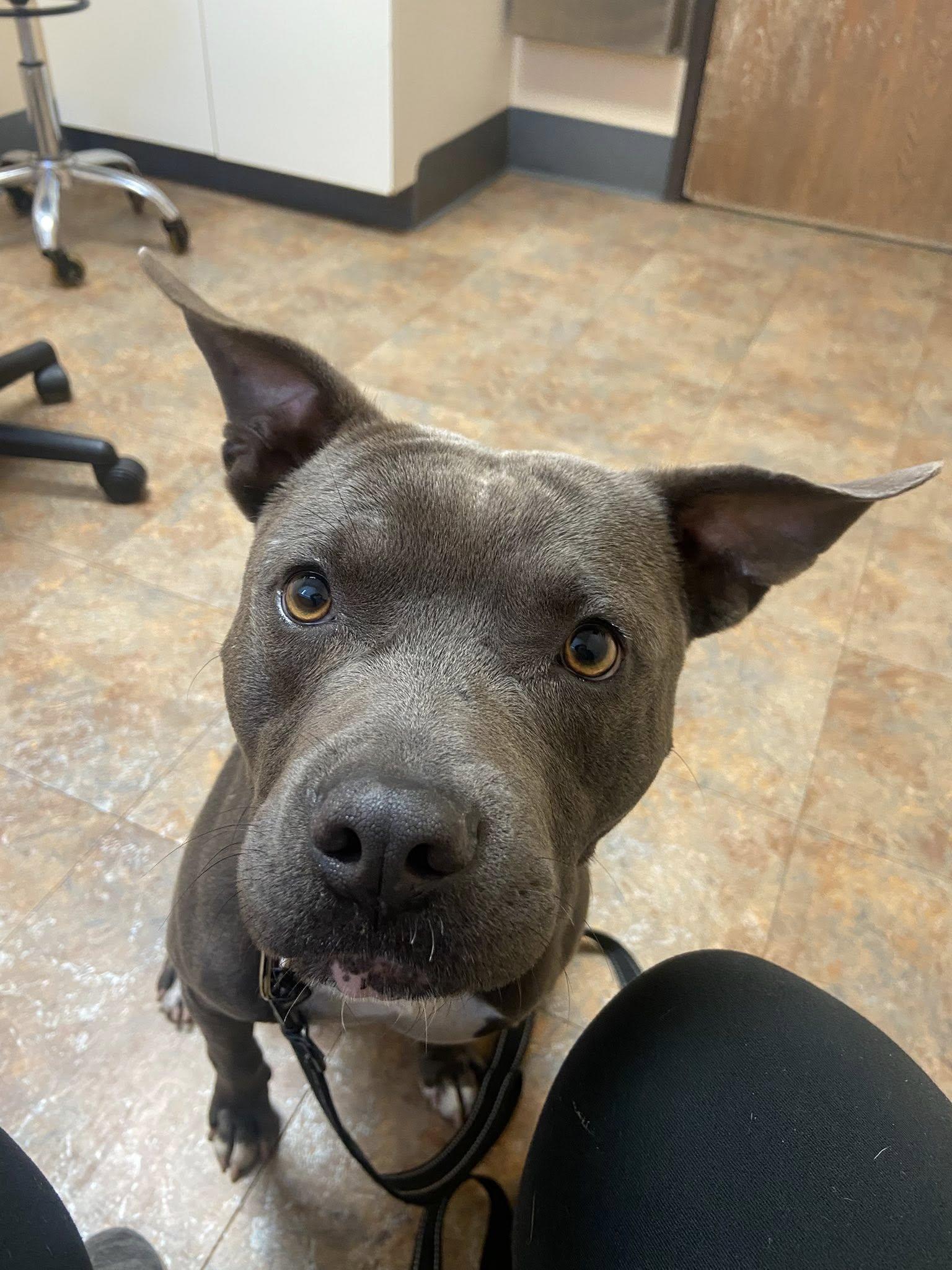 Enlarge Pez!, a Adoptable mixed breed in Eastpointe, MI image 1/6