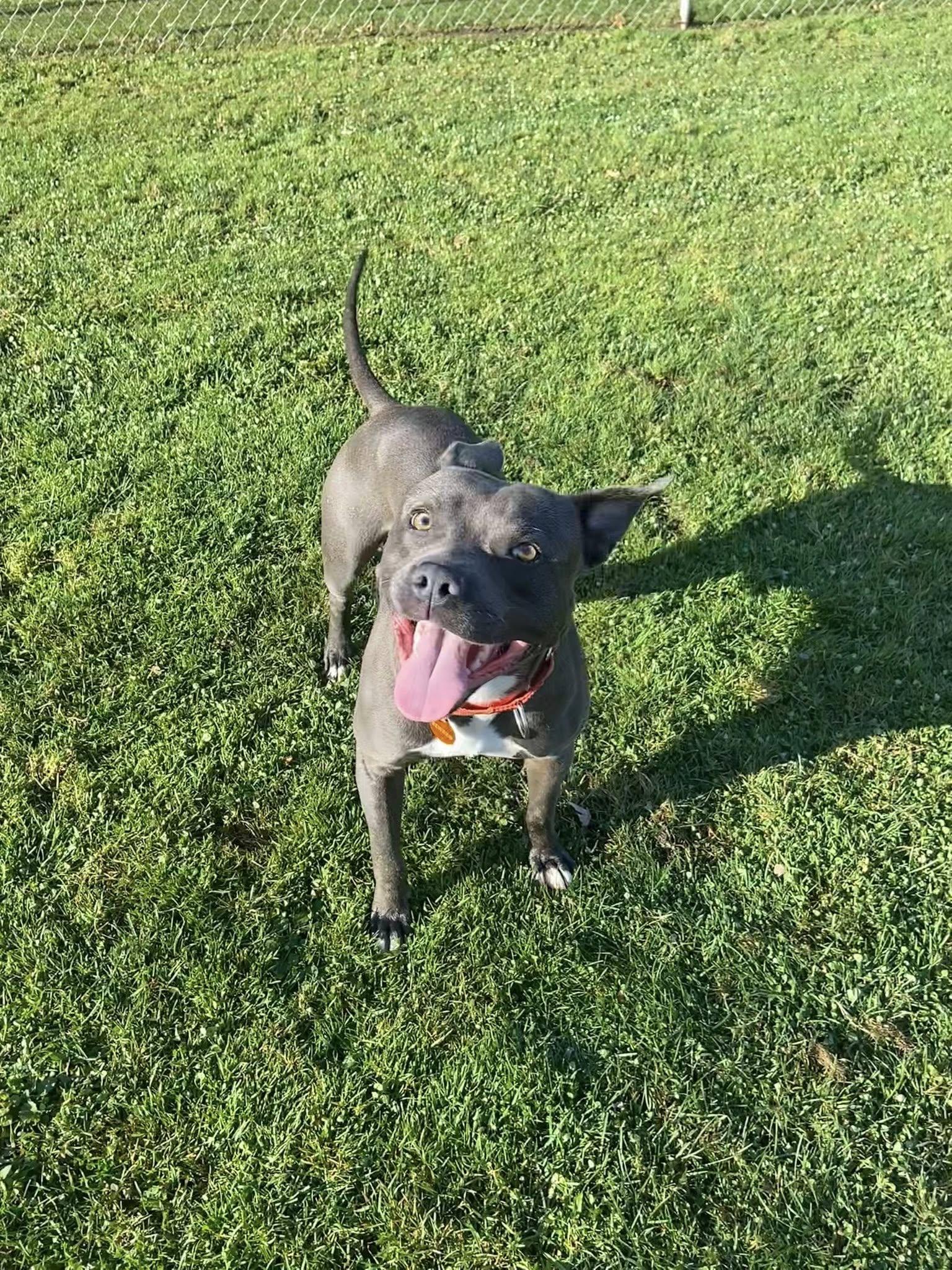 Pez!, Adoptable, Young Male Pit Bull Terrier & American Staffordshire Terrier.