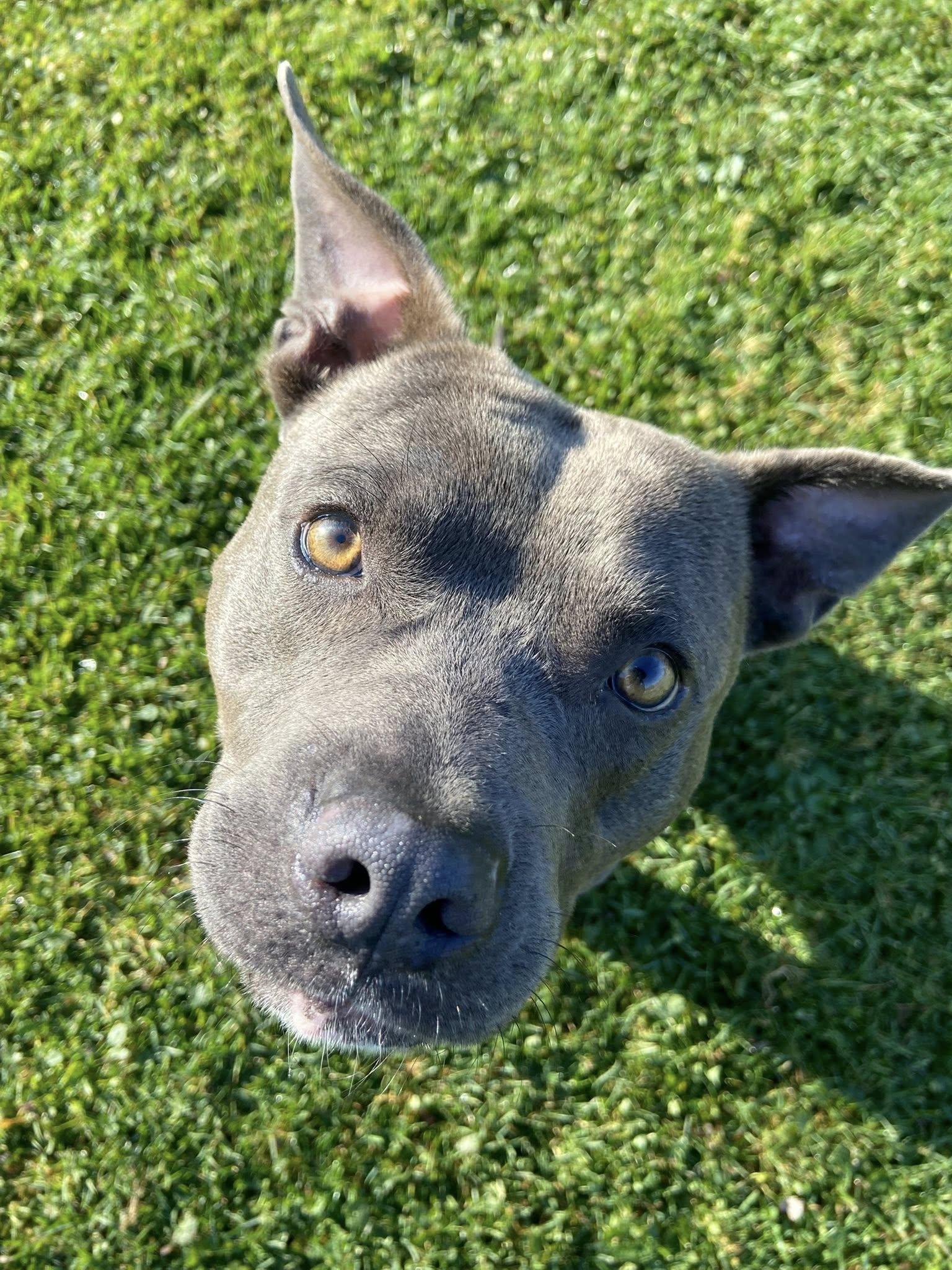 Enlarge Pez!, a Adoptable mixed breed in Eastpointe, MI image 4/6