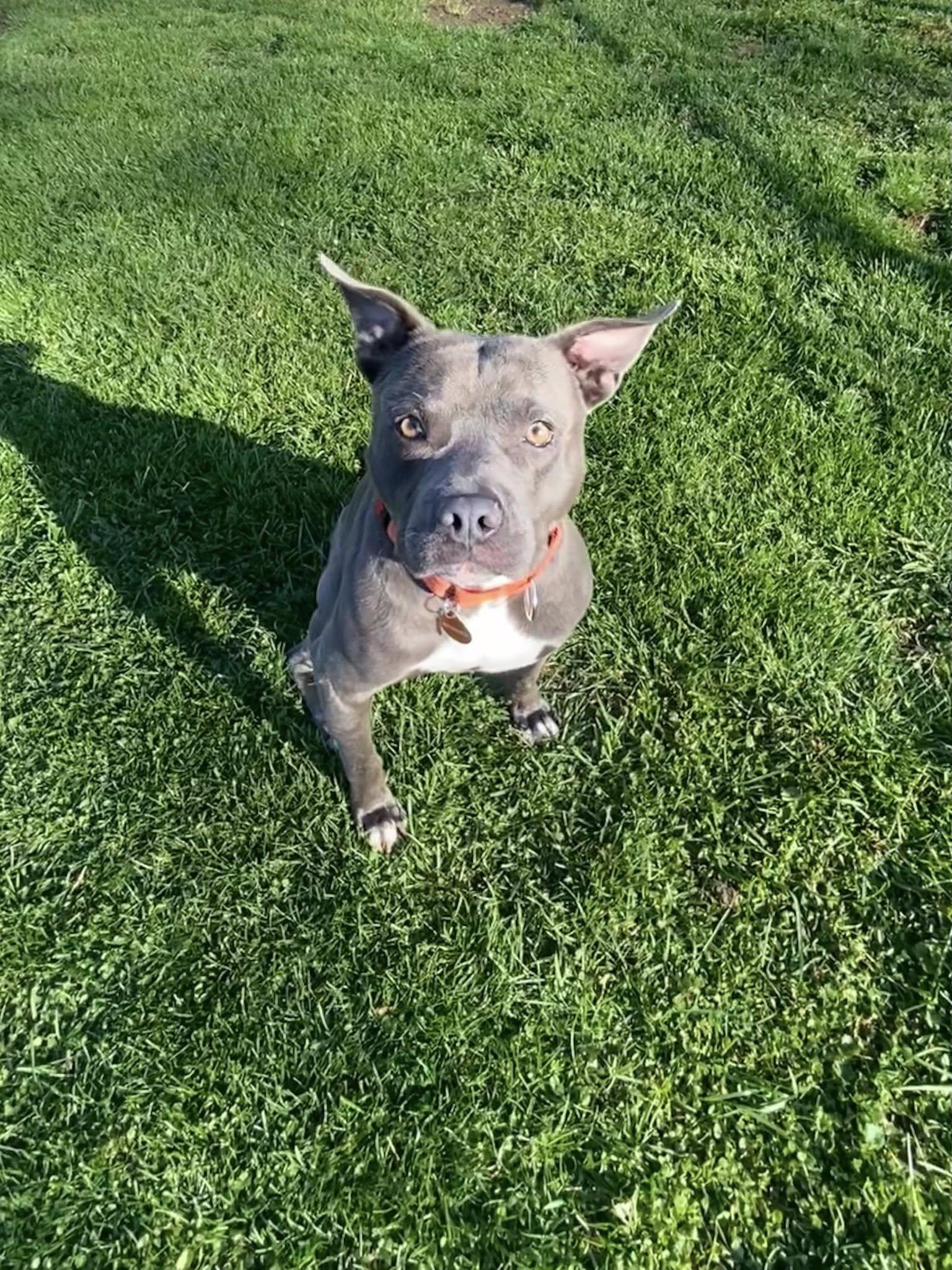 Enlarge Pez!, a Adoptable mixed breed in Eastpointe, MI image 5/6