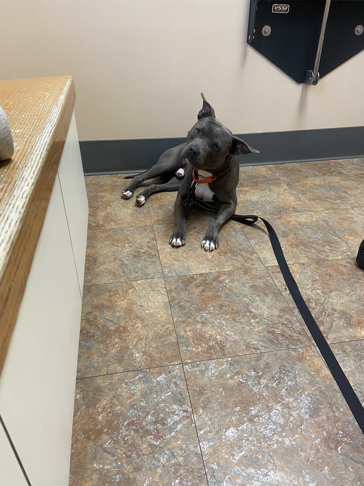 Enlarge Pez!, a Adoptable mixed breed in Eastpointe, MI image 6/6