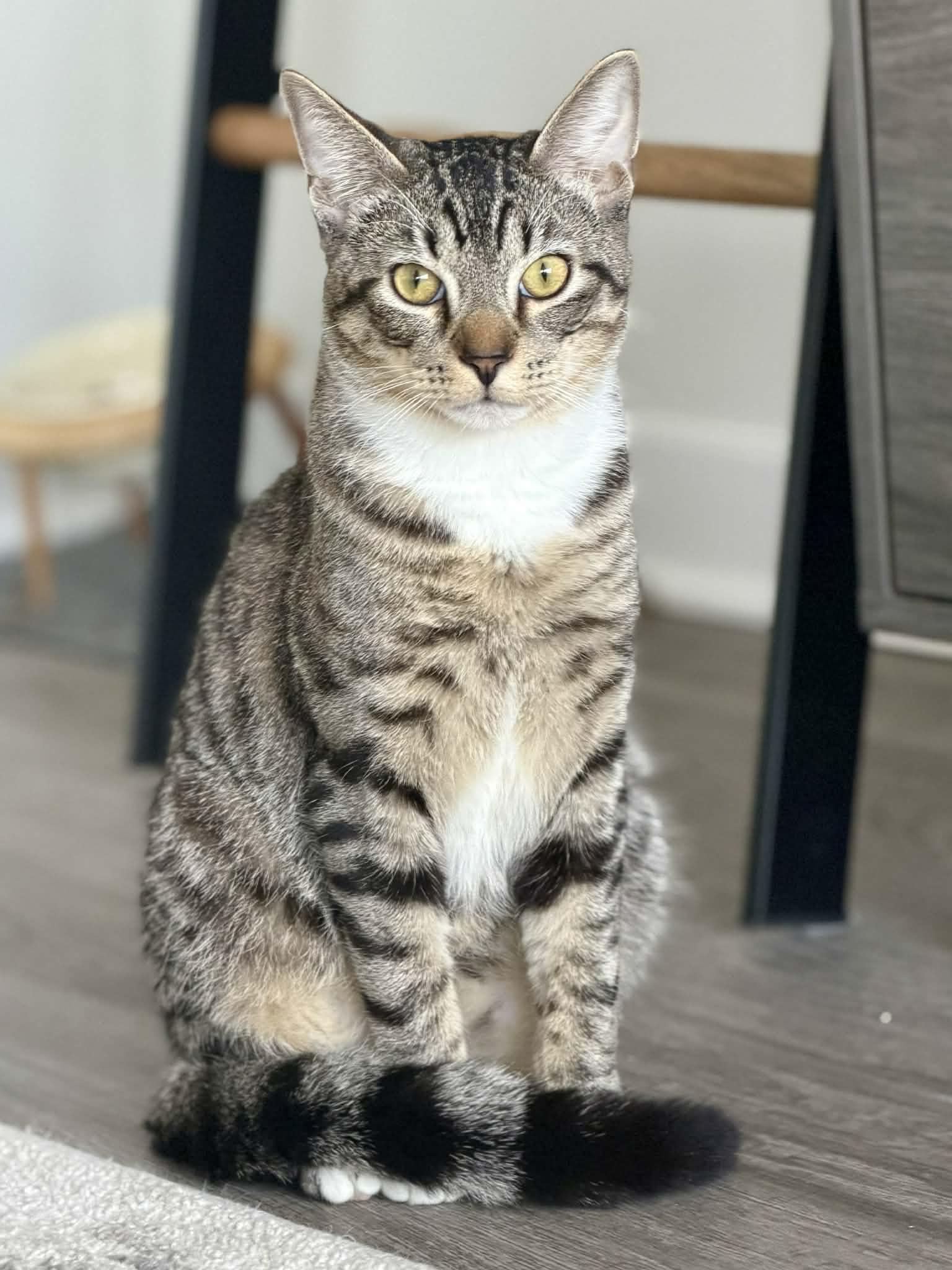 John is such a joy!  So gentle and loving!  Adores his bro Garfield if looking for a duo!, Adoptable, Kitten Male Tabby.