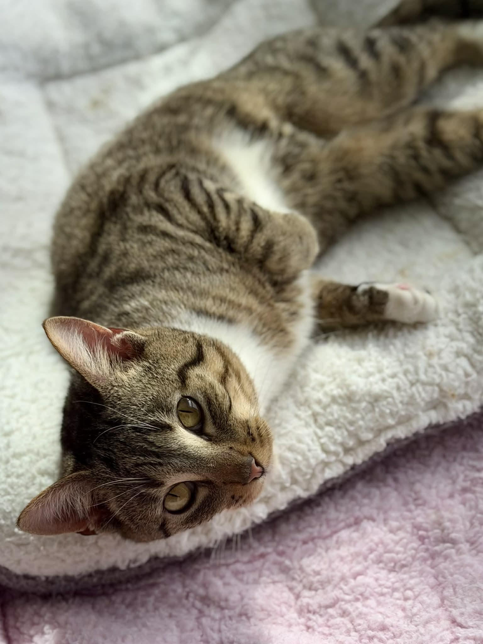 Enlarge John is such a joy!  So gentle and loving!  Adores his bro Garfield if looking for a duo!, a Adoptable Tabby in Bedford Hills, NY image 3/5