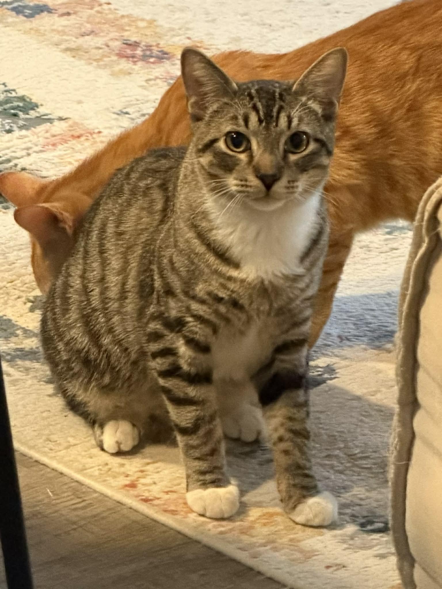 Enlarge John is such a joy!  So gentle and loving!  Adores his bro Garfield if looking for a duo!, a Adoptable Tabby in Bedford Hills, NY image 4/5