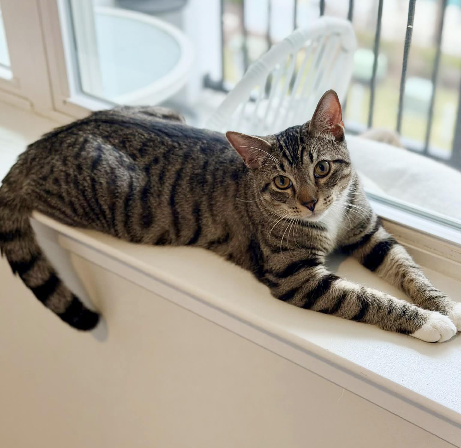 Enlarge John is such a joy!  So gentle and loving!  Adores his bro Garfield if looking for a duo!, a Adoptable Tabby in Bedford Hills, NY image 2/5