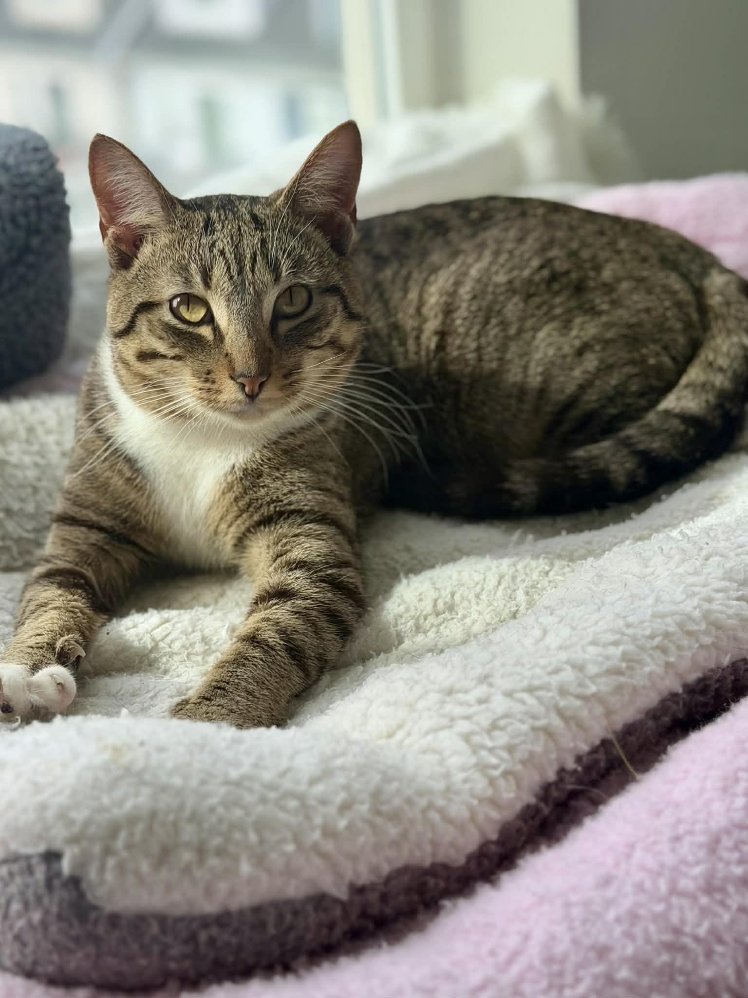 Enlarge John is such a joy!  So gentle and loving!  Adores his bro Garfield if looking for a duo!, a Adoptable Tabby in Bedford Hills, NY image 5/5