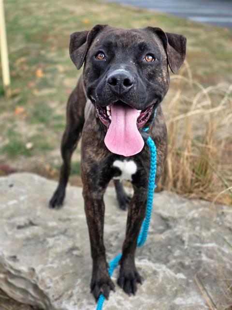 BUBBY, Adoptable, Adult Male Terrier & Mixed Breed.