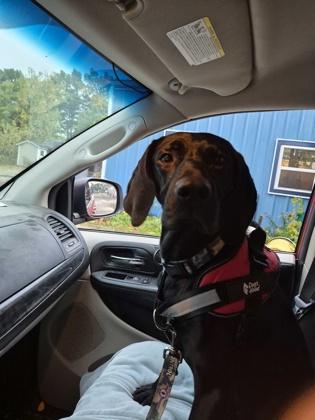 Catchup, Adoptable, Adult Male Pointer.