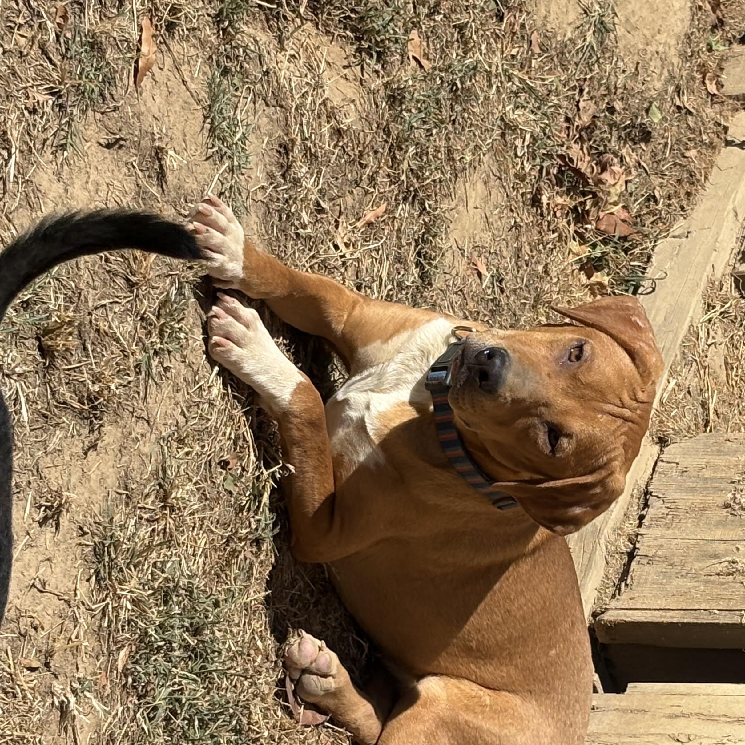 Enlarge Tater, a Adoptable mixed breed in Kalamazoo , MI image 4/6