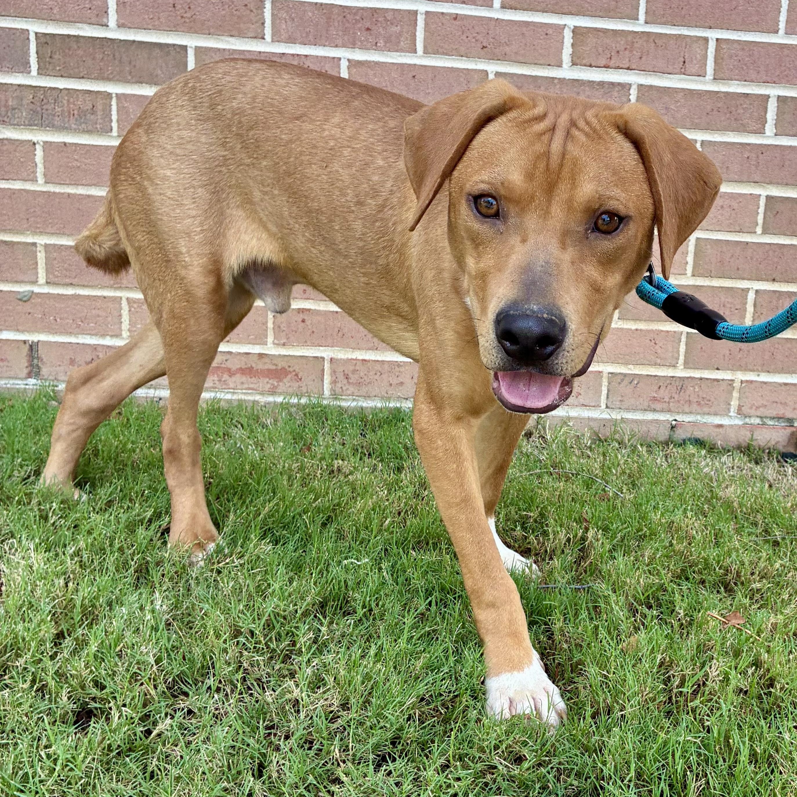 Enlarge Tater, a Adoptable mixed breed in Kalamazoo , MI image 6/6