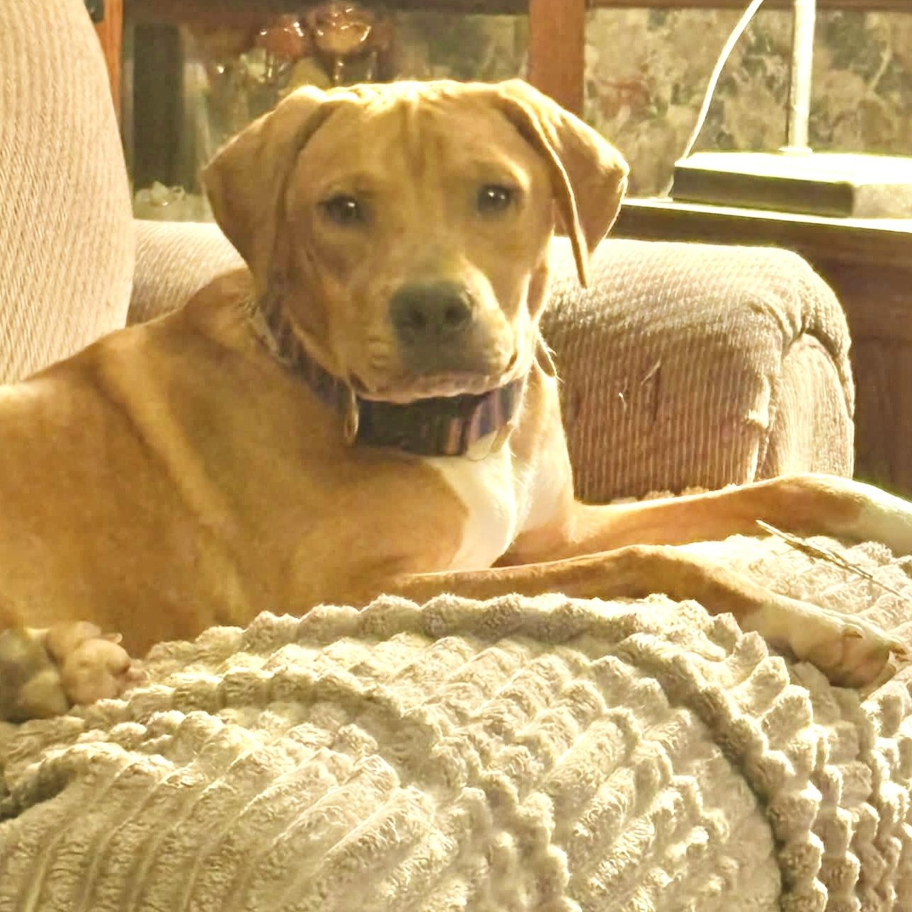 Enlarge Tater, a Adoptable mixed breed in Kalamazoo , MI image 5/6