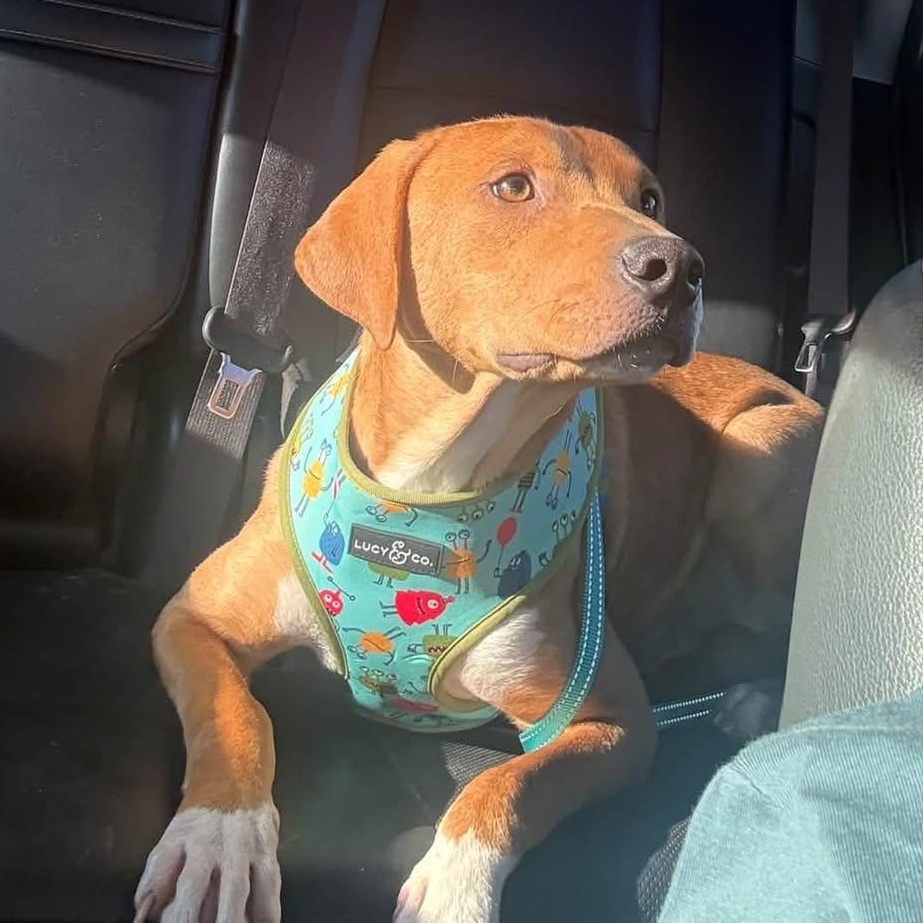 Enlarge Tater, a Adoptable mixed breed in Kalamazoo , MI image 1/6