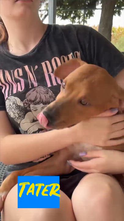 Enlarge Tater, a Adoptable mixed breed in Kalamazoo , MI video 3/6