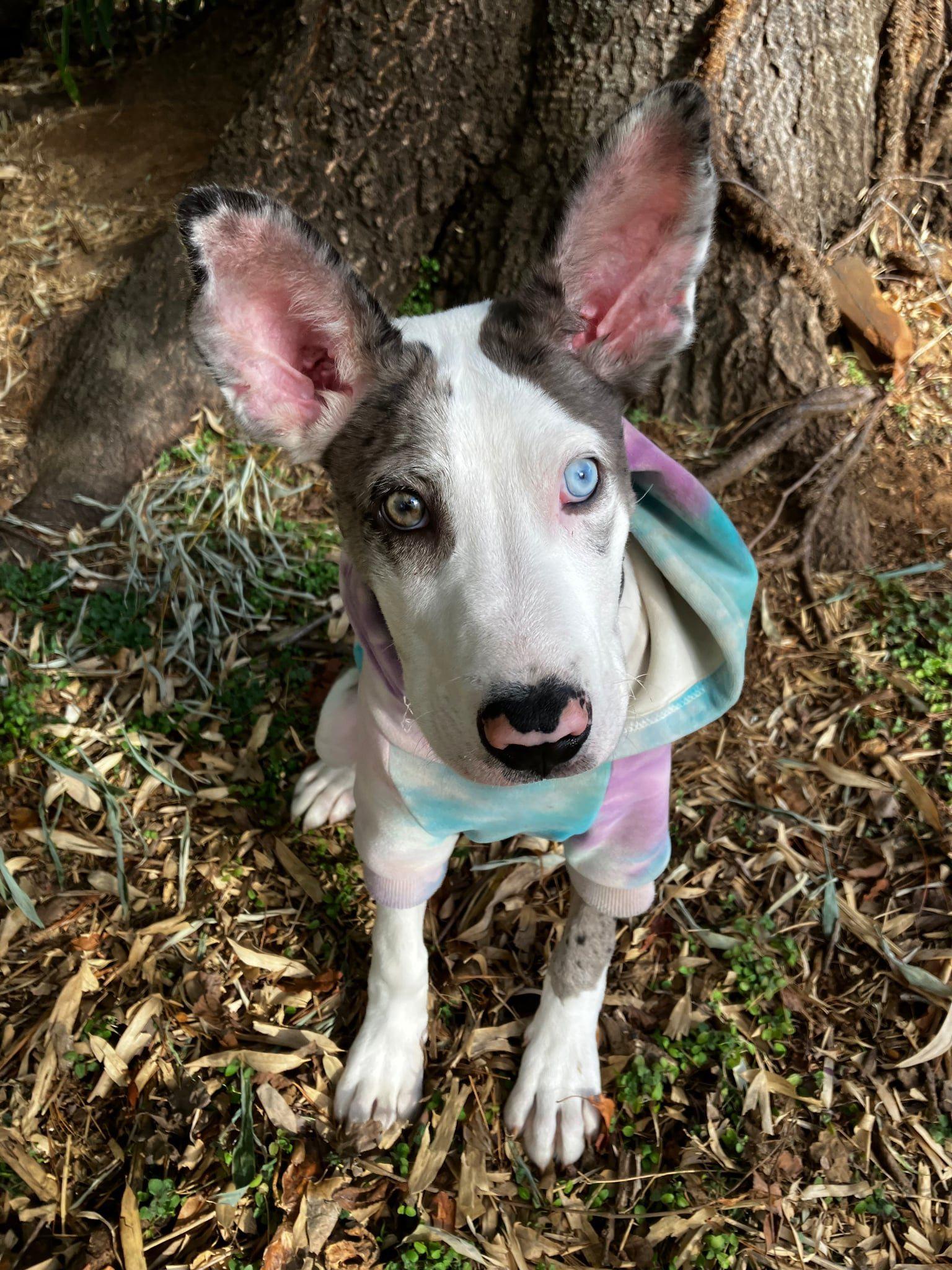 Enlarge Bunny, a Adopted mixed breed in Iron Station, NC image 1/3