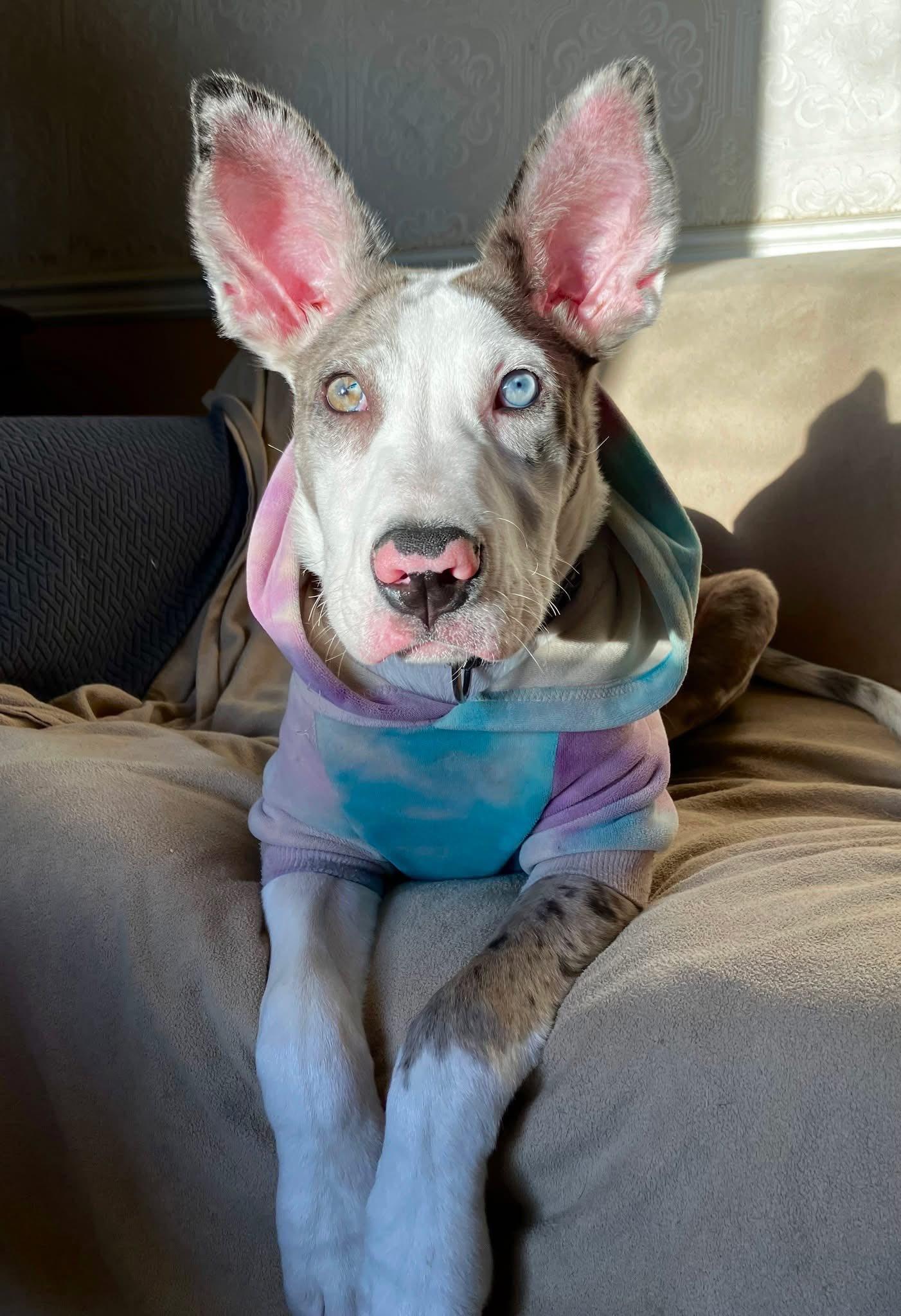 Enlarge Bunny, a Adopted mixed breed in Iron Station, NC image 2/3