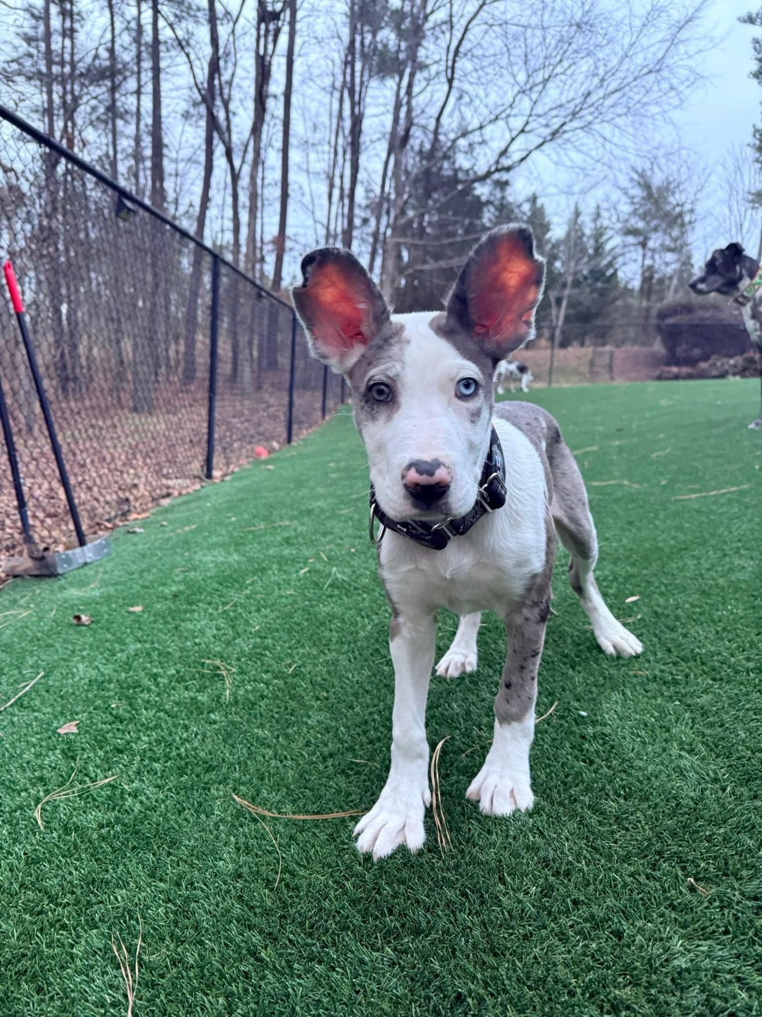Enlarge Bunny, a Adopted mixed breed in Iron Station, NC image 3/3